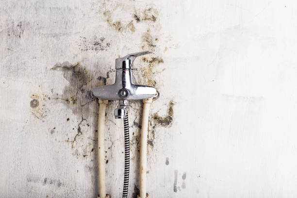 Best Insurance-Related Mold Remediation in Bassett, VA