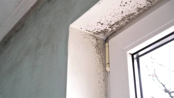 Best Kitchen Mold Remediation in Bassett, VA