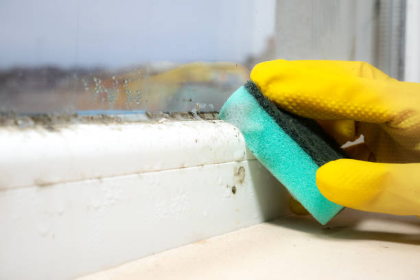 Best Residential Mold Remediation in Bassett, VA