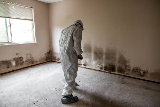 Trusted Bassett, VA Mold Remediation Experts