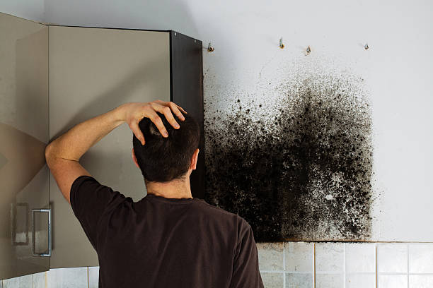 Best Basement Mold Remediation in Bassett, VA