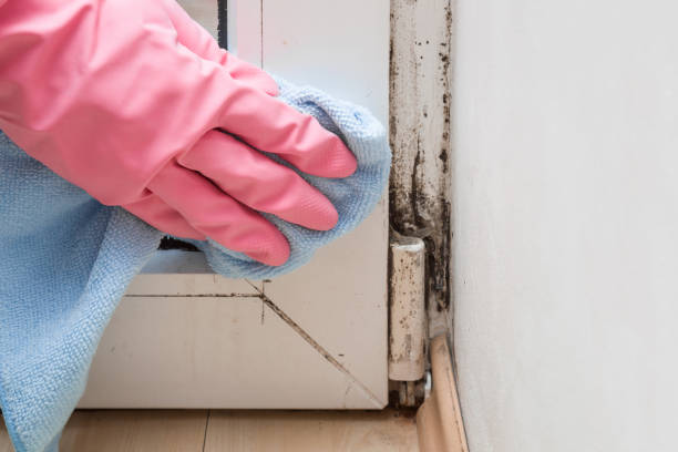 Best Health and Safety Mold Remediation in Bassett, VA