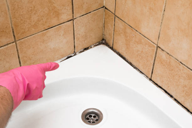 Best Localized Mold Remediation (e.g., coastal areas, humid climates) in Bassett, VA